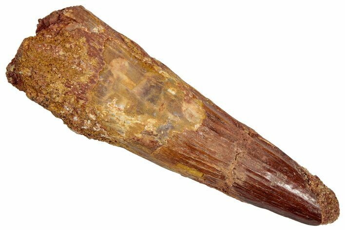 Fossil Spinosaurus Tooth - Real Dinosaur Tooth #332692